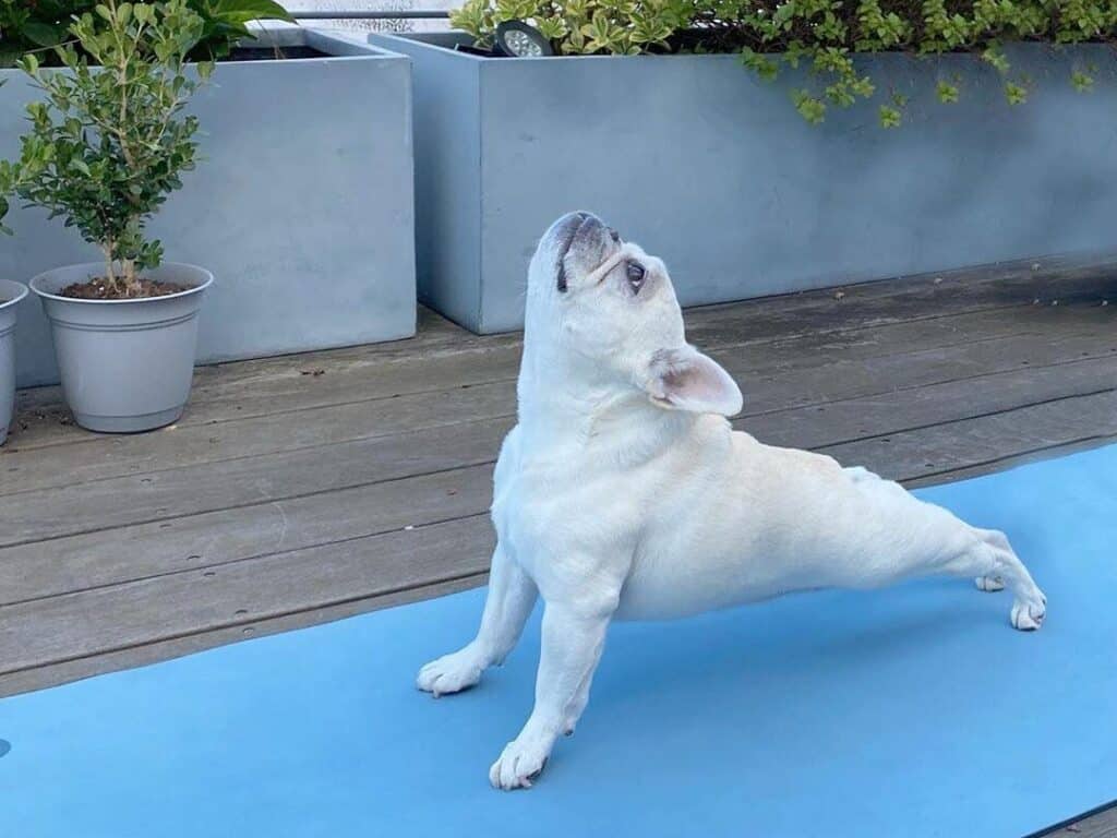 chien yoga