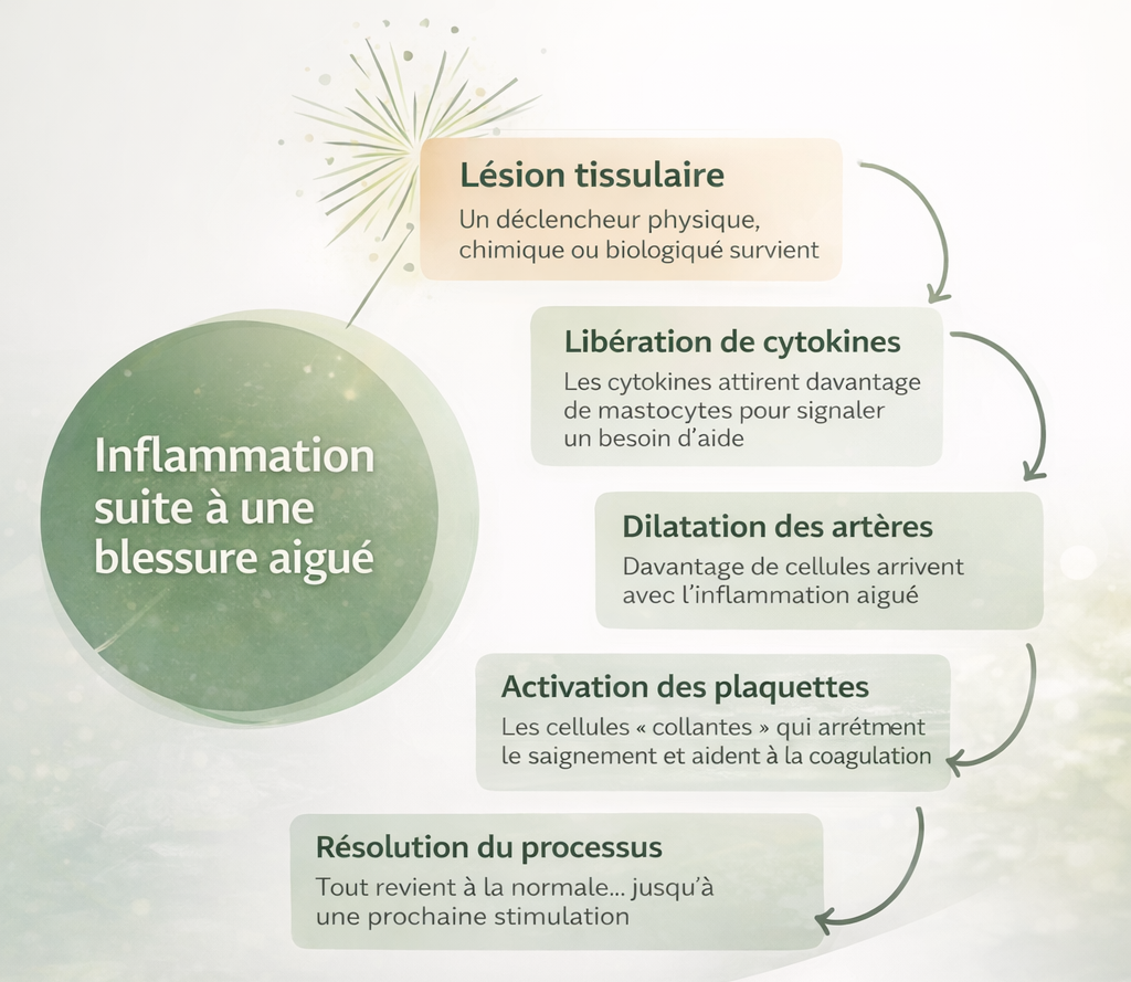 schéma des étapes de l'inflammation